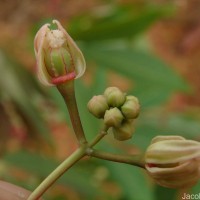 Manihot esculenta Crantz